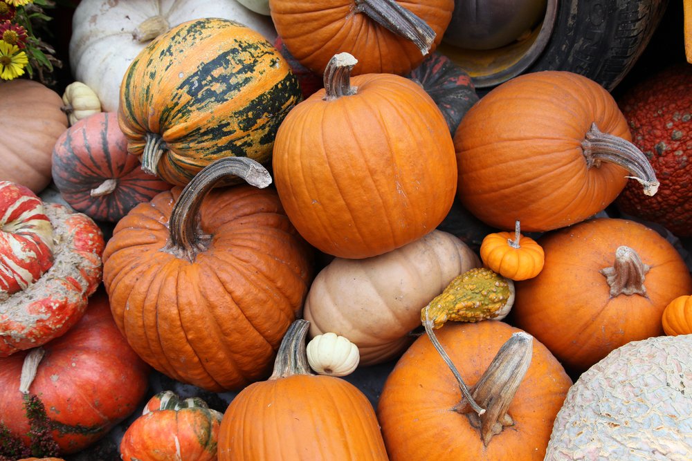 Enjoy Fall Fun in Northridge