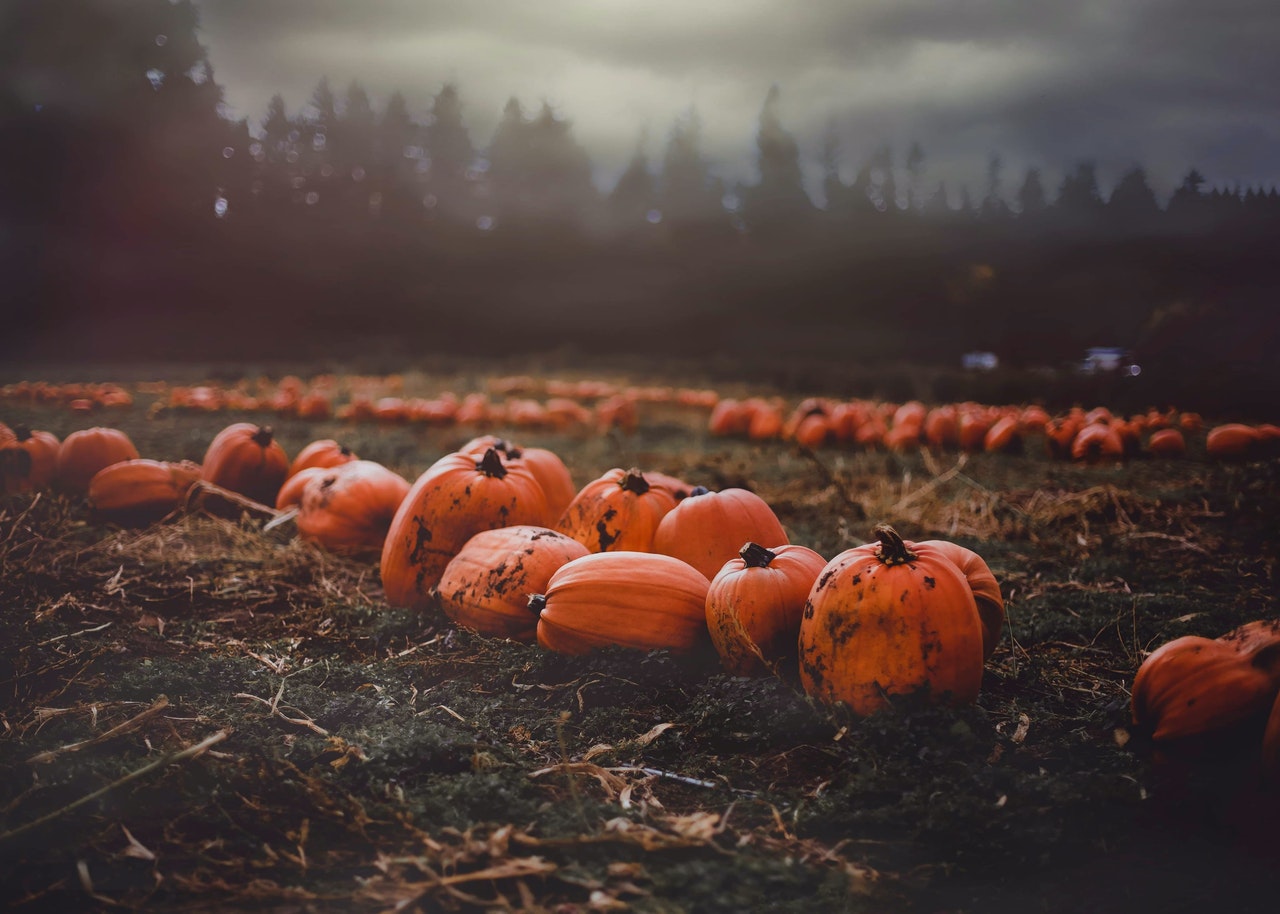 Enjoy Fall Fun at These Pumpkin Patches near Northridge